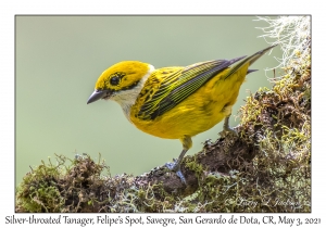 Silver-throated Tanager