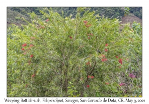 Weeping Bottlebrush