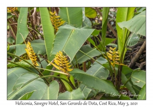 Heliconia