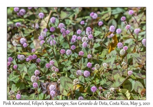 Pink Knotweed