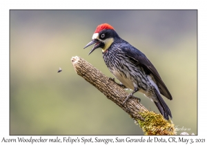 Acorn Woodpecker male