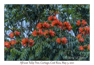 African Tulip Tree