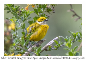 Silver-throated Tanager