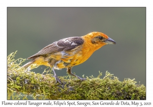 Flame-colored Tanager male