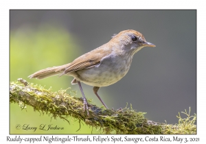 Ruddy-capped Nightingale-Thrush