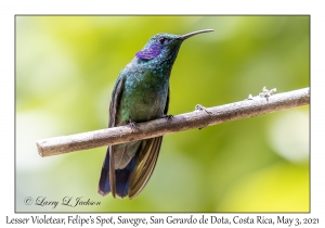 Lesser Violetear