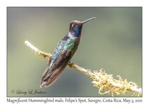 Magnificent Hummingbird male