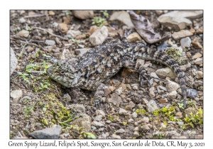 Green Spiny Lizard