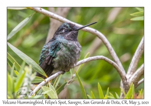 Volcano Hummingbird (Talamanca) male