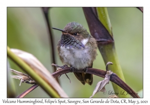 Volcano Hummingbird (Talamanca) female