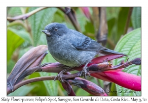 Slaty Flowerpiercer