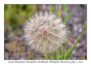 Giant Mountain Dandelion Seeds