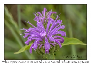 Wild Bergamot