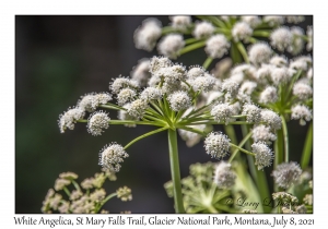 White Angelica