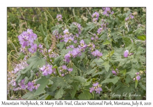 Mountain Hollyhock