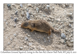 Columbian Ground Squirrel