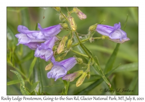 Rocky Ledge Penstemon