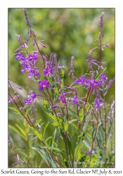 Scarlet Gaura