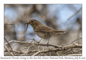 Swainson's Thrush