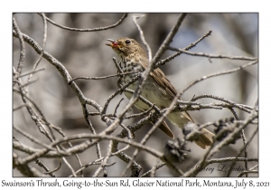 Swainson's Thrush