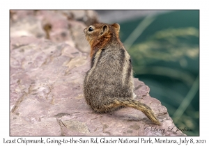 Least Chipmunk