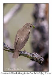 Swainson's Thrush