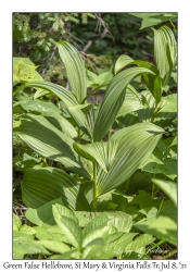 Green False Hellebore