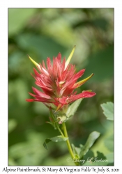 Alpine Paintbrush