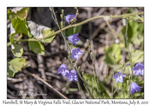 Harebell