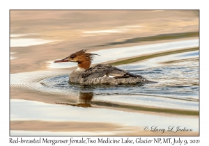 Red-breasted Merganser female