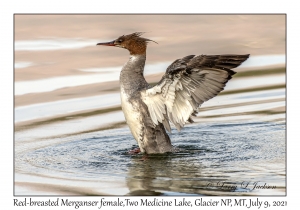 Red-breasted Merganser female