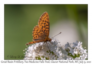 Great Basin Fritillary