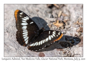 Lorquin's Admiral