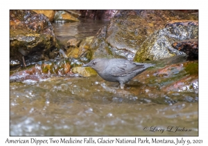 American Dipper