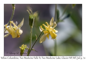 Yellow Columbine