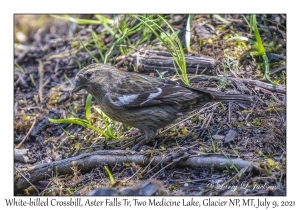 White-winged Crossbill