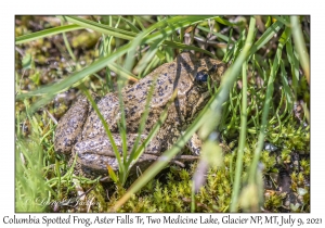 Columbia Spotted Frog