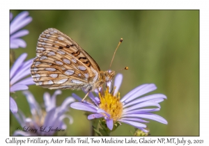 Callippe Fritillary