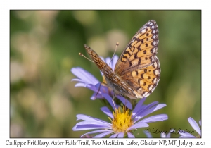 Callippe Fritillary