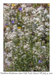 Northern Bedstraw