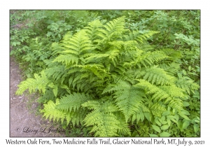 Western Oak Fern