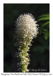 Beargrass