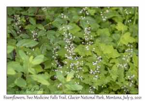 Foamflowers