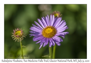 Subalpine Fleabane