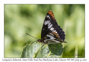 Lorquin's Admiral