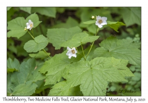 Thimbleberry