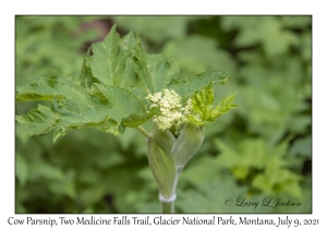 Cow Parsnip