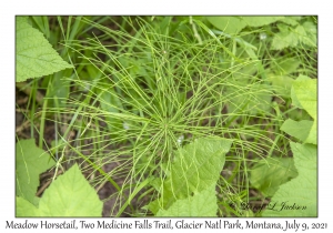 Meadow Horsetail