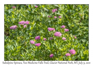 Subalpine Spiraea