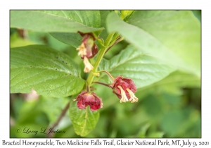 Bracted Honeysuckle